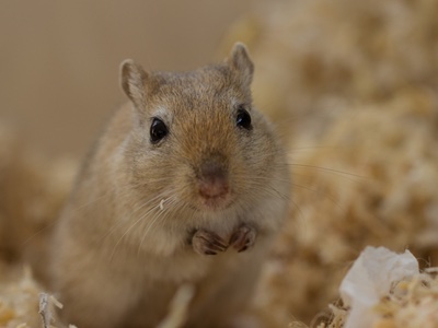 Taiwan bans animal testing