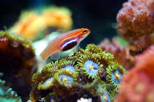 The Organic Pharmacy launches sunscreen amnesty to save coral reefs