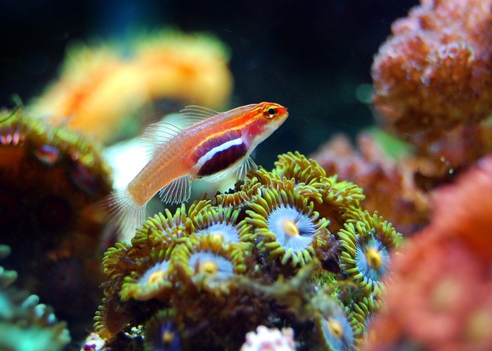 The Organic Pharmacy launches sunscreen amnesty to save coral reefs