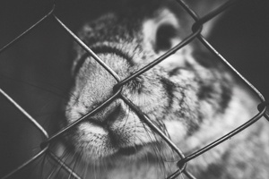 UK government can reinstate policy ban on the animal testing of cosmetics, rules High Court judge