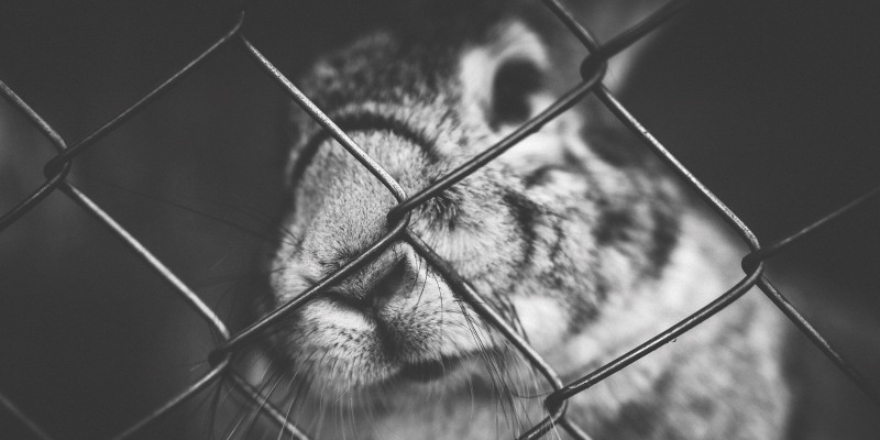 UK government can reinstate policy ban on the animal testing of cosmetics, rules High Court judge