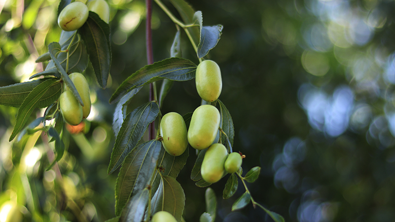 Uncover luminous skin with Mibelle's new active ingredient