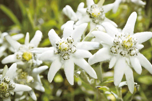 Uniproma introduces BotaniCellar Edelweiss