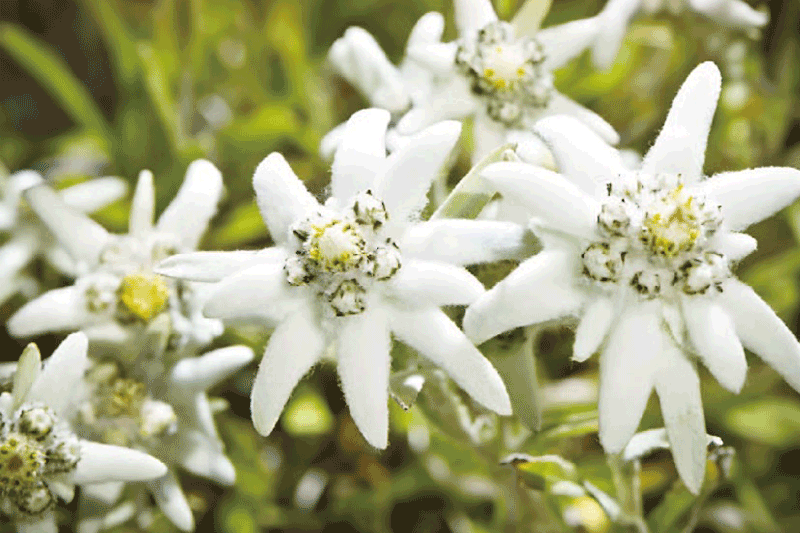 Uniproma introduces BotaniCellar Edelweiss