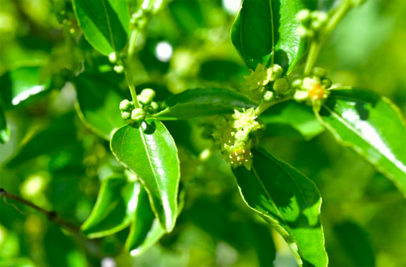 Univar to distribute novel nature-based ingredient
