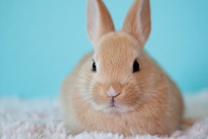 US steps closer to animal ban with Humane Cosmetics Act reintroduction
