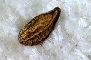 What is chebula? Meet skin care's new wonder ingredient