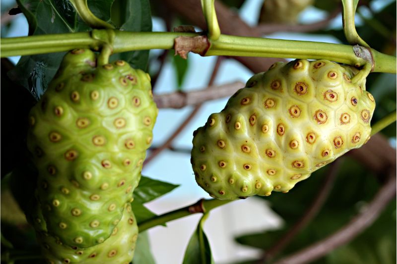 What is noni?