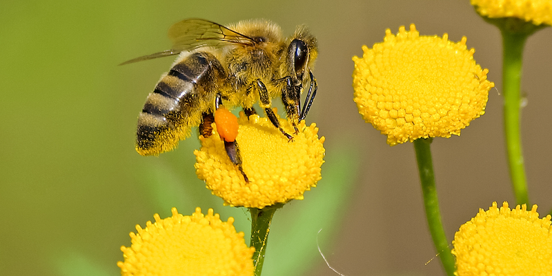 Are beauty brands contributing to a ‘beewashing’ epidemic?
