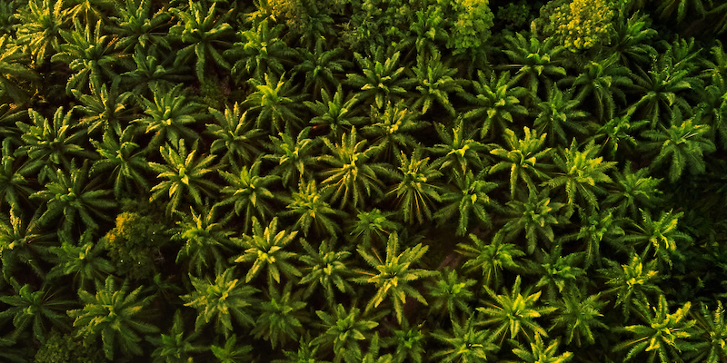 The beauty industry needs to have an honest conversation on its palm oil use