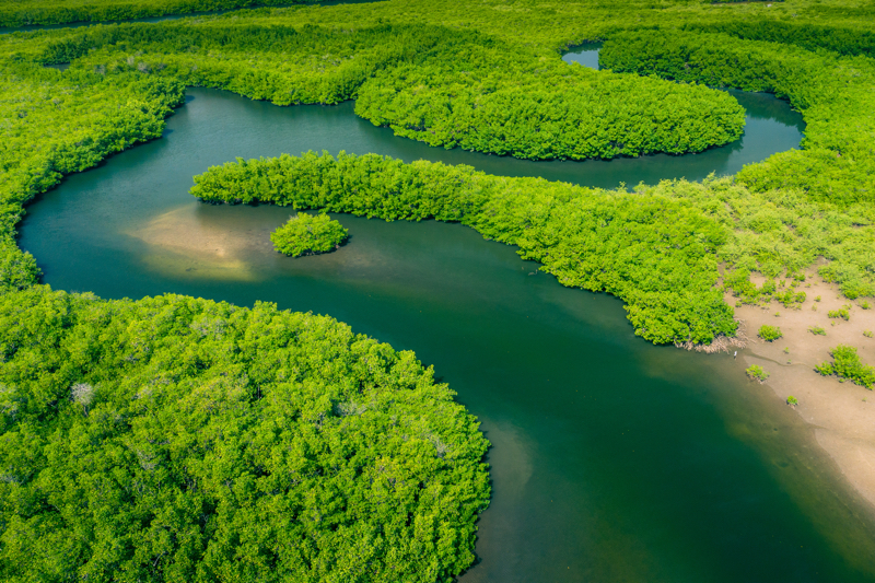 The Amazon has inspired homeegrown brand Natura