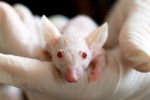 XCellR8 receives £51k from Animal Aid to develop animal-free acute toxicity test
