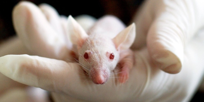 XCellR8 receives £51k from Animal Aid to develop animal-free acute toxicity test
