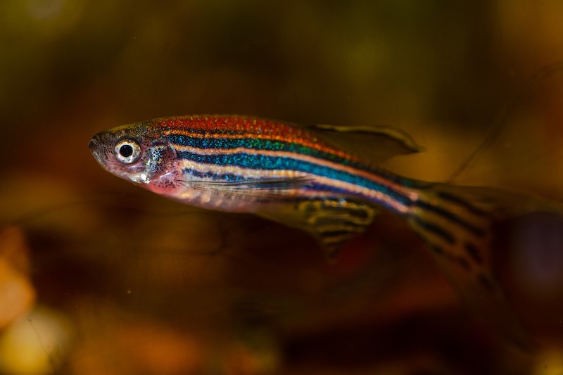 Zebrafish imaging breakthrough may unlock answers to human skin and hair pigmentation

